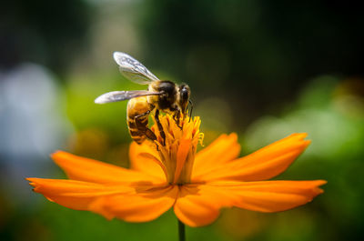 Close-up of bee on flower