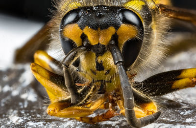 Close-up of wasp