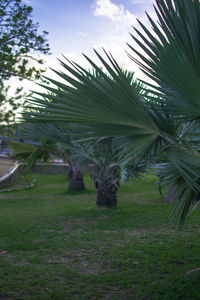 Palm trees on field against sky