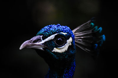 Close-up of peacock