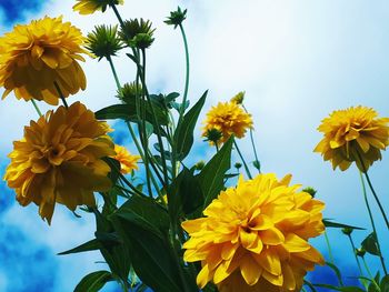 Close-up of yellow flowering plant