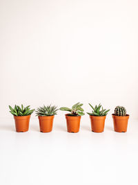 Potted plant against white background