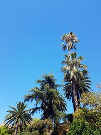 Low angle view of palm trees against clear blue sky