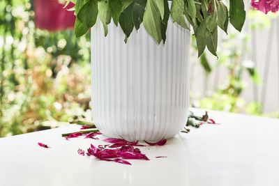 Close-up of white rose on table