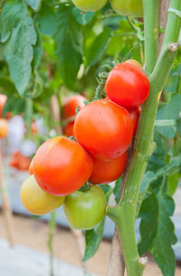 Close-up of tomatoes on plant