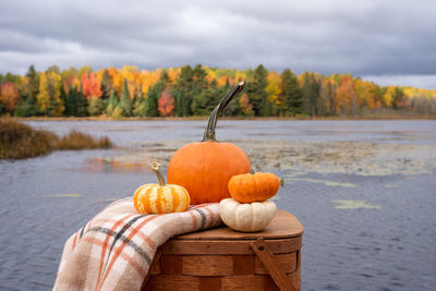 Close-up of yellow flower