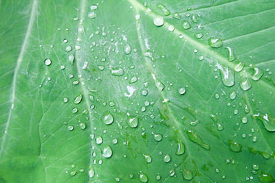 Close-up of wet leaves on rainy day