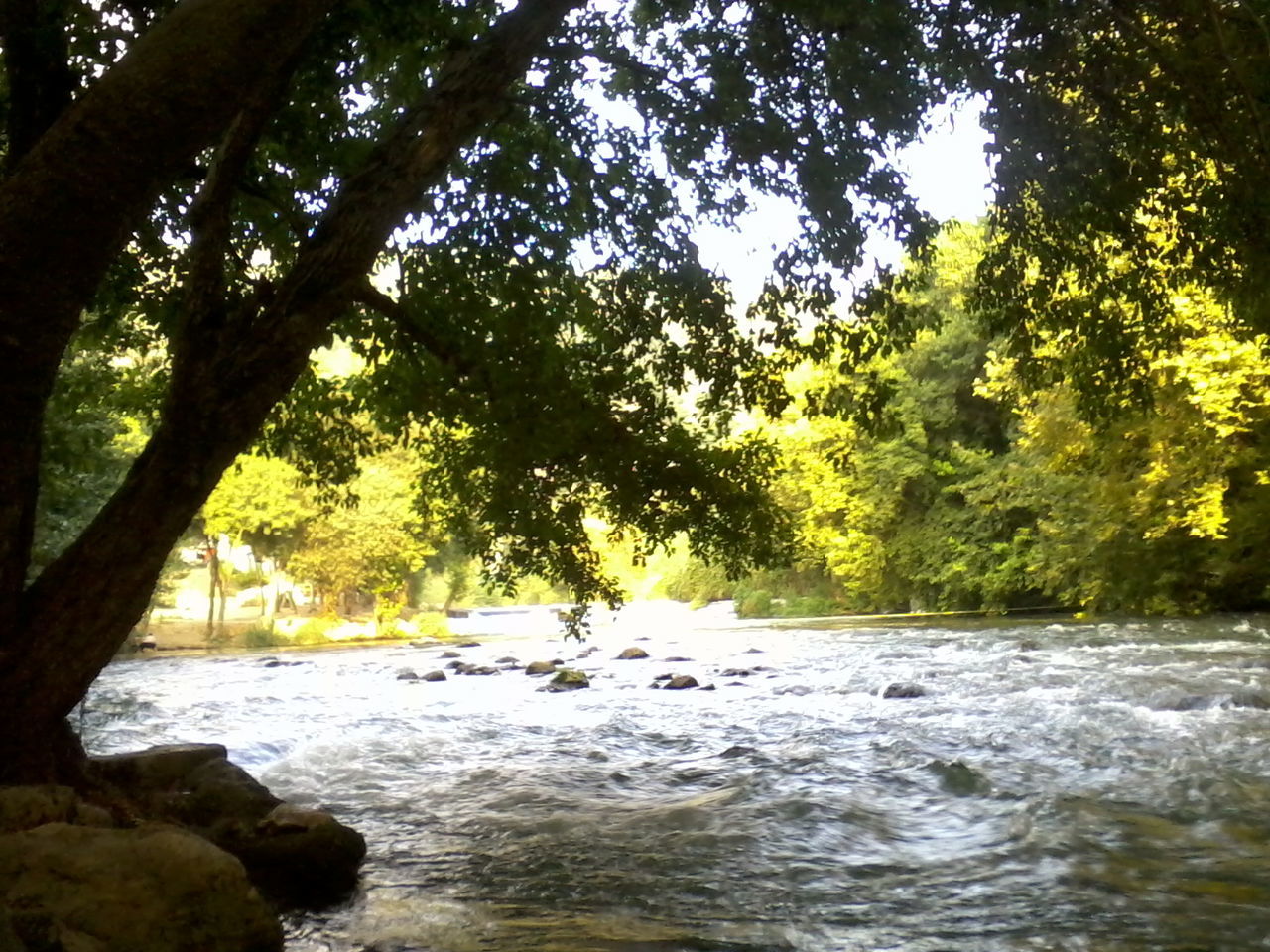 tree, water, beauty in nature, nature, scenics, tranquility, growth, forest, tranquil scene, waterfront, river, green color, branch, sunlight, flowing water, day, motion, idyllic, outdoors, no people