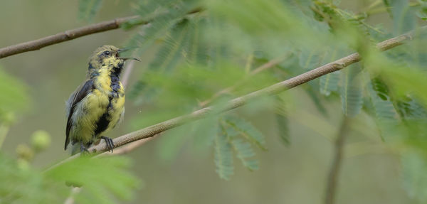 animal wildlife