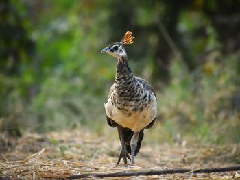 Indian peahen closeup