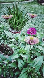 Close-up of flowers and leaves