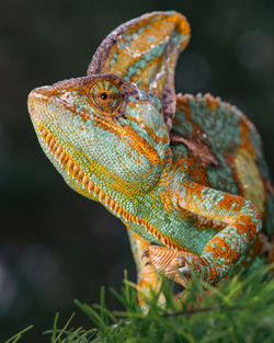 Close-up of lizard