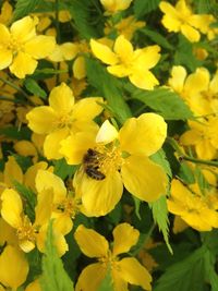 Close-up of yellow flower