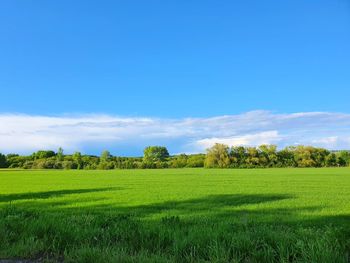 Scenic view of agricultural field against blue sky