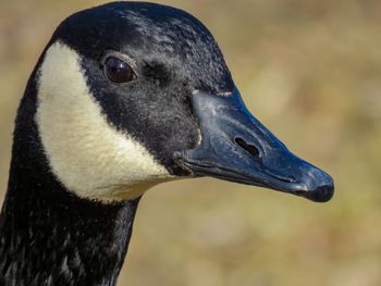 Close-up of bird