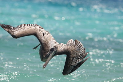 Close-up of bird flying over sea