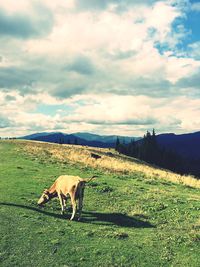 Horse grazing on field against sky