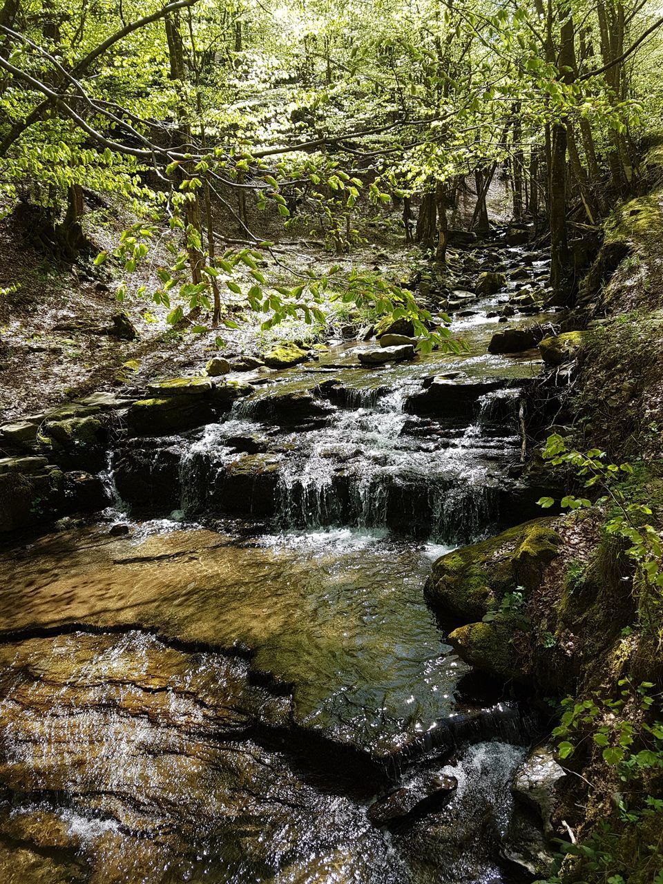 tree, forest, water, plant, flowing water, beauty in nature, rock, nature, land, solid, scenics - nature, rock - object, no people, tranquility, motion, flowing, growth, day, non-urban scene, outdoors, stream - flowing water, woodland, rainforest, shallow