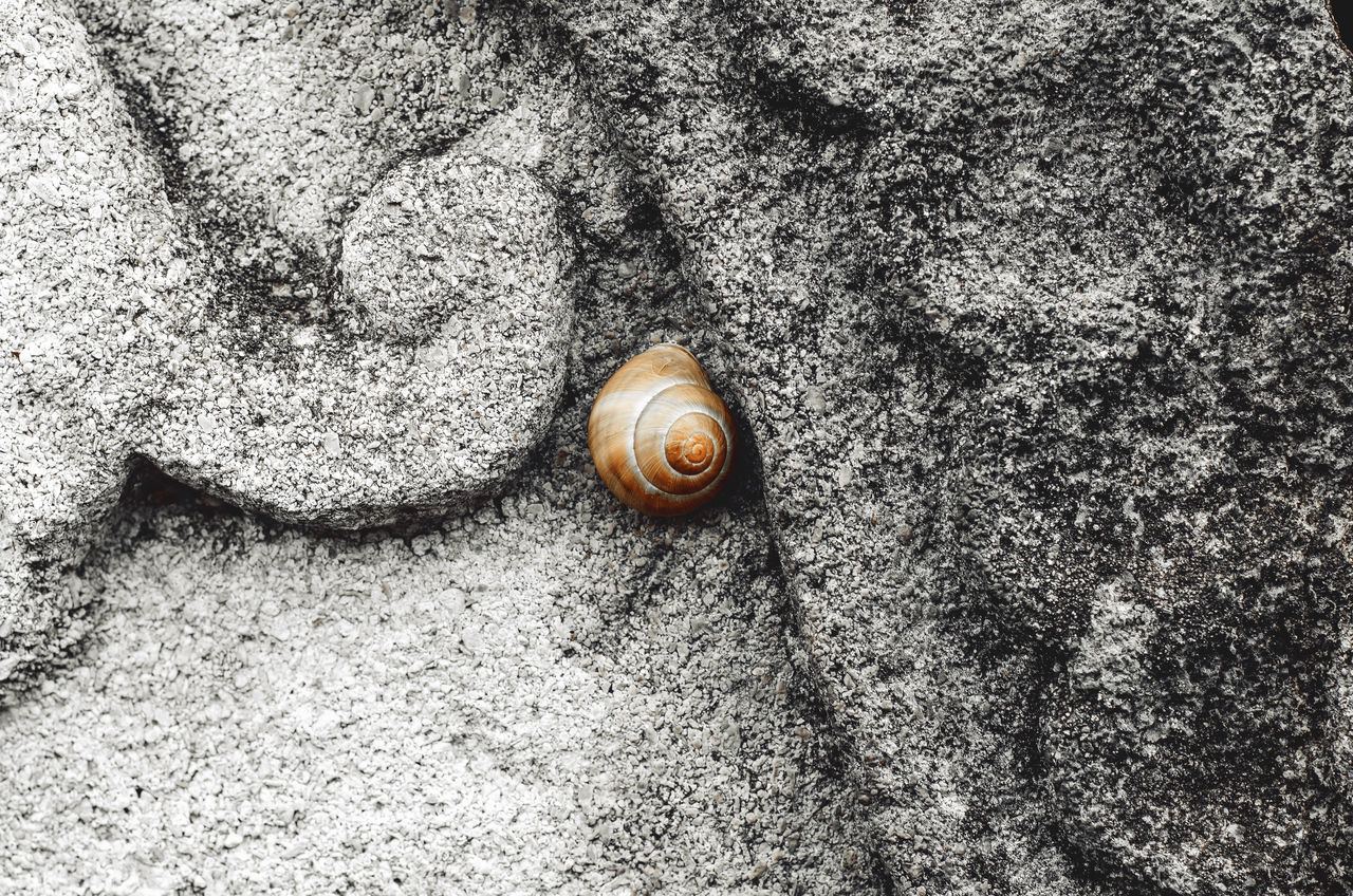 HIGH ANGLE VIEW OF SNAIL ON LEAF