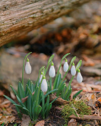 Close-up of white crocus in plant