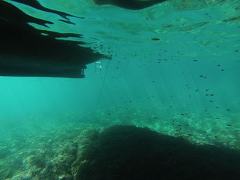 Cropped image of man swimming in sea