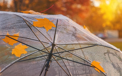 Close-up of umbrella