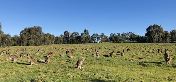A group of kangaroos on the grass