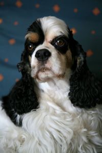 Close-up portrait of dog