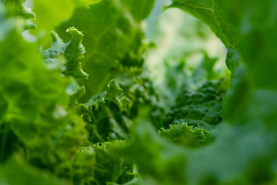 Close-up of green leaves on plant