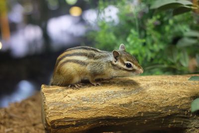 Close-up of squirrel on rock