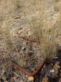 High angle view of plant on land