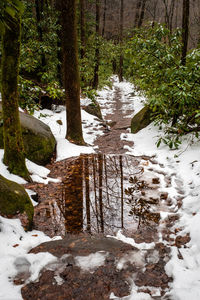 Snow covered land and trees in forest