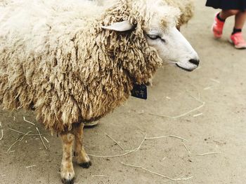 Sheep standing on ground