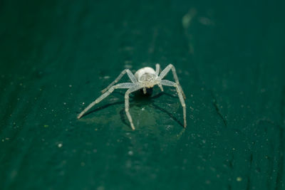 Close-up of spider