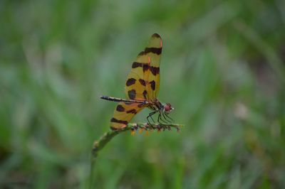 Close-up of butterfly perching on plant