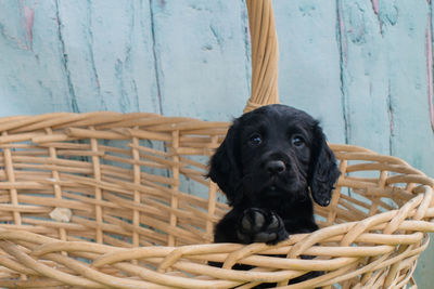 Close-up of black dog in basket