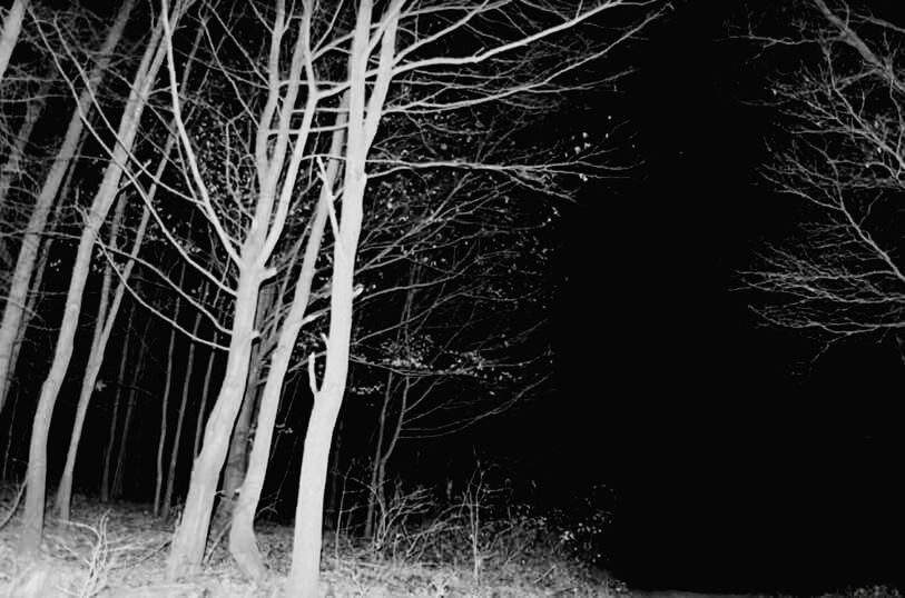 BARE TREES AT NIGHT