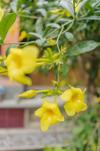 Close-up of yellow flowering plant