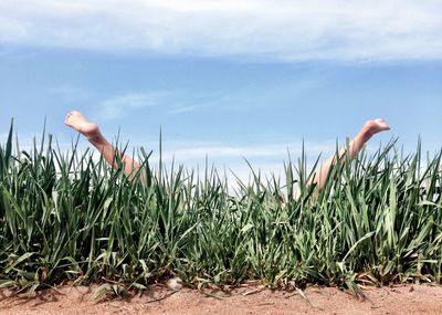 Plants growing on field