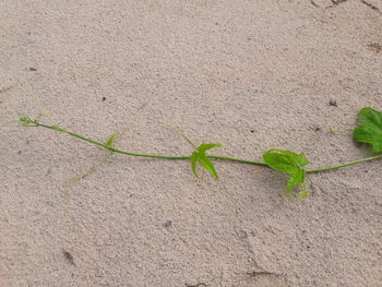 Close-up of plant