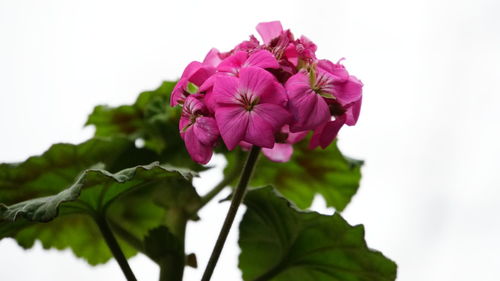 Close-up of pink flowers blooming outdoors