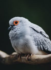 Close-up of bird perching on branch