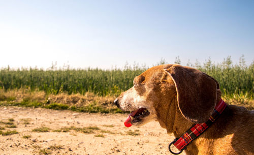 Close-up of a dog