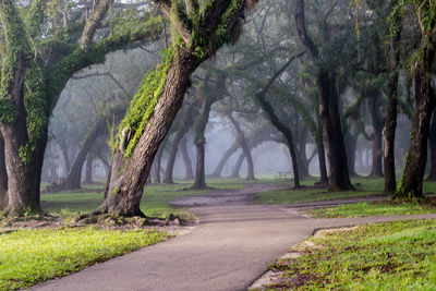 Road amidst trees