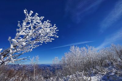 Cherry blossom tree against sky during winter