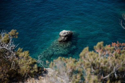 High angle view of turtle in sea