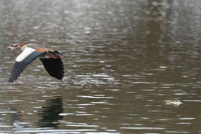 bird