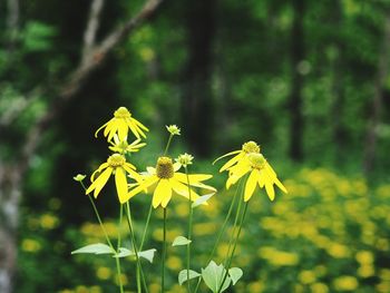 Close-up of yellow flowers blooming outdoors