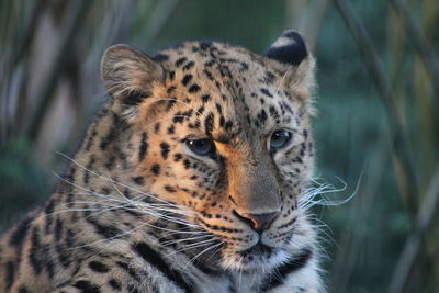 Close-up of a leopard looking away