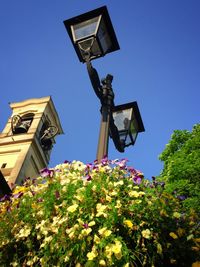 Low angle view of flowers against blue sky